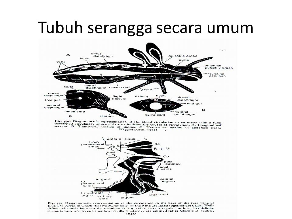 Serangga Kita Mempelajari Serangga Hama Tidak Hanya Dari